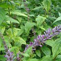 Buddleja lindleyana fleur P11